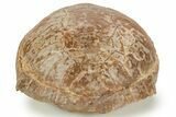 Adorable, Inflated Fossil Tortoise (Stylemys) - South Dakota #373011-5